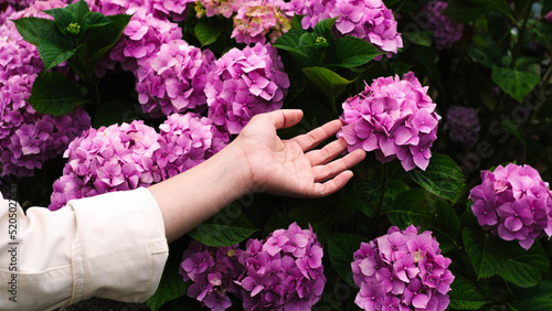 Woman Holding Pink Hydrangea Flower