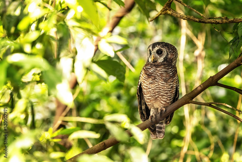 African wood owl, Strix woodfordii nuchalis, perched in a tree, Uganda, Africa. A medium sized bird found in sub-Saharan Africa and also know as a Woodford Owl photo