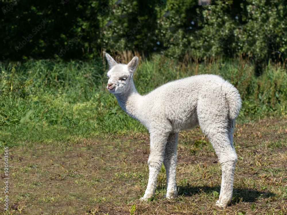 Fototapeta premium Alpaka