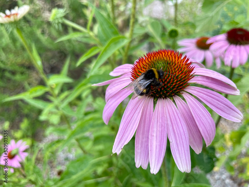 Hummel Biene auf Roter Sonnenhut (Echinacea purpurea)