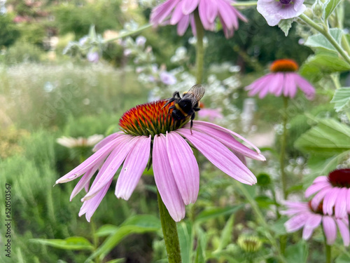 Hummel Biene auf Roter Sonnenhut (Echinacea purpurea)