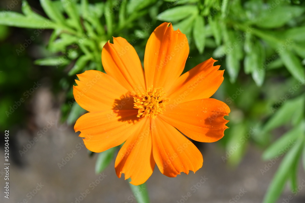 オレンジ色の花 黄花コスモス オレンジ色の花 黄花コスモス