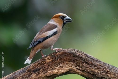 Beautiful male Hawfinch (Coccothraustes coccothraustes) on a branch in the forest of Noord Brabant in the Netherlands.                                                                                   © Albert Beukhof