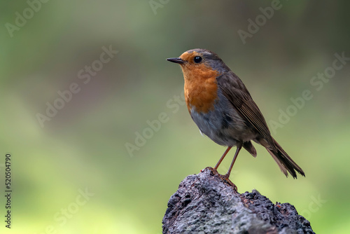European Robin (Erithacus rubecula) on a branch in the forest of Noord Brab in the Netherlands. Green background.                                                                                       © Albert Beukhof