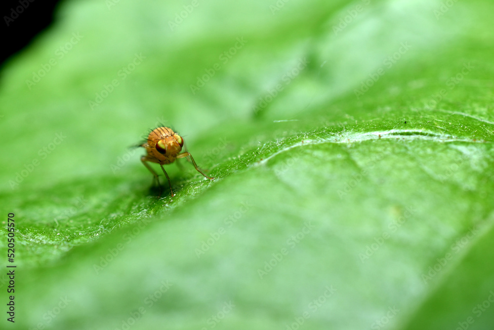 Fruit fly yellow and green leaf. Fruit fly yellow and green leaf.