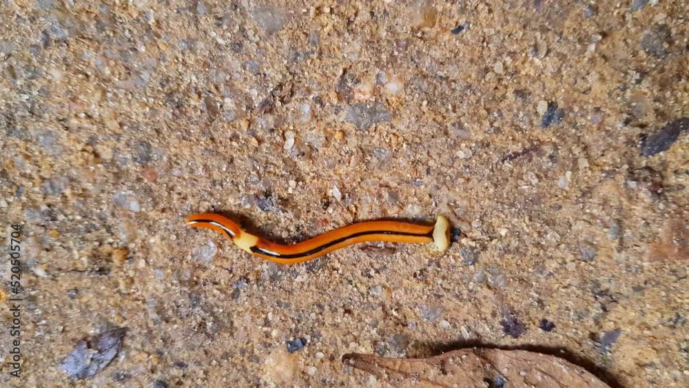 Carnivorous hammerhead worm video stock footage