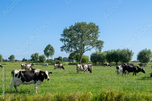herd of cows grazes in the meadow under a blue sky between Woerden and Bodegraven in the Green Heart of the Netherlands