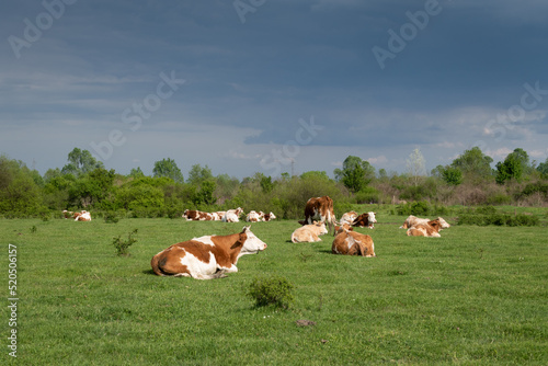 Cow herd lying down in pasture in sunlight, dark clouds in sky