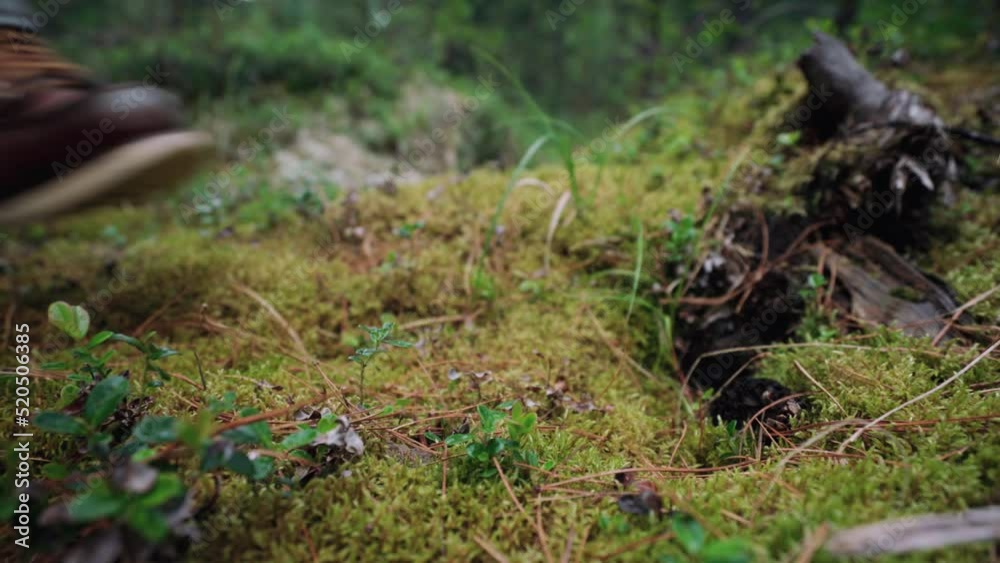 Foot in boot steps on soft moss in dense forest