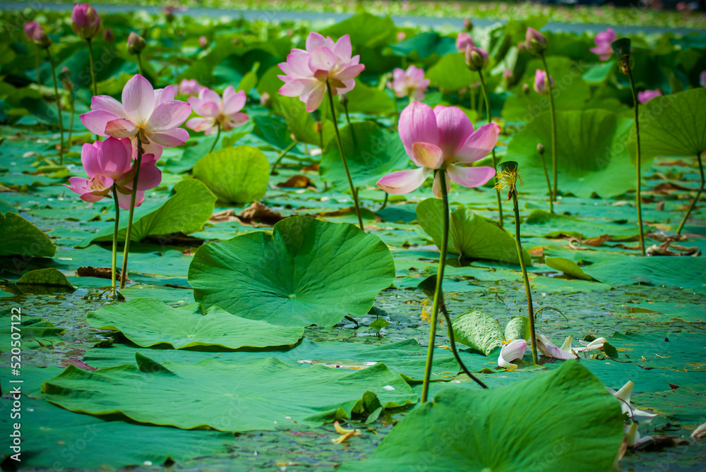 Selective focus. Beautiful lotus flowers. Exotic. Selective focus. Beautiful lotus flowers. Exotic.