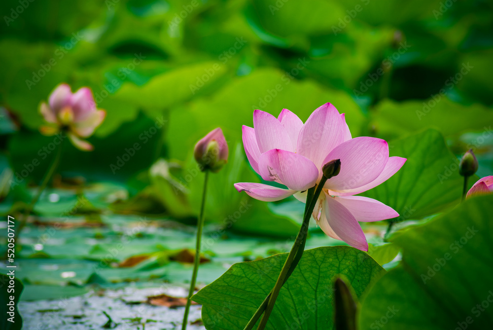 Selective focus. Beautiful lotus flowers. Exotic. Selective focus. Beautiful lotus flowers. Exotic.