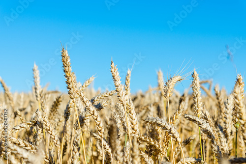 Beautiful harvest of ripe golden wheat,rye ears under a clear blue sky background.Close-up.Selective focus.