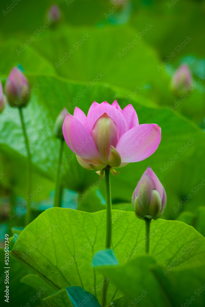 Blurred background. Beautiful lotus flowers. Blurred background. Beautiful lotus flowers.