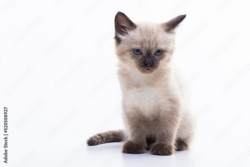 A small Siamese kitten with blue eyes sits calmly isolated on a white background and looks at the camera, lazily narrowing its eyes A small Siamese kitten with blue eyes sits calmly isolated on a white background and looks at the camera, lazily narrowing its eyes
