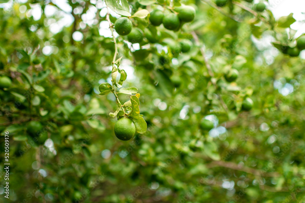 Green lemons on a branch with background of lemons out of focus. Beautiful unripe lemons in a garden with lemons background, Harvest of green lemons hanging on the branches