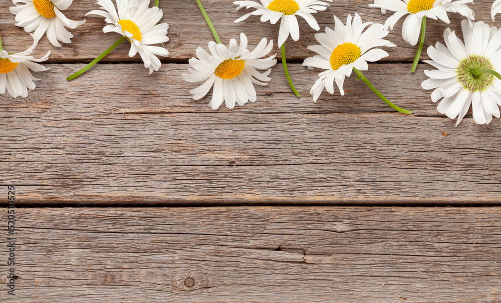 Obraz premium Chamomile garden flowers on wooden background