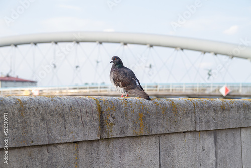 Common pigeon or dove in Kraków. Domestic bird with Father Bernatek’s Bridge (Kładka Ojca Bernatka) in background. Pedestrian and bicycle bridge over the Vistula River (Wisła) in Krakow, Poland.