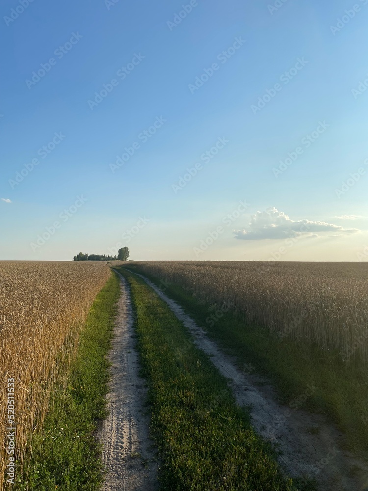 Panoramic view of the golden wheat field in summer. Wheat field on a sunny day. A road in a wheat field