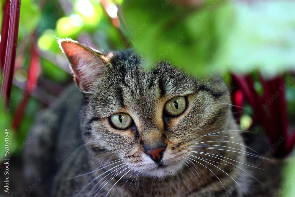 the gaze of a cat hunting in a vegetable garden