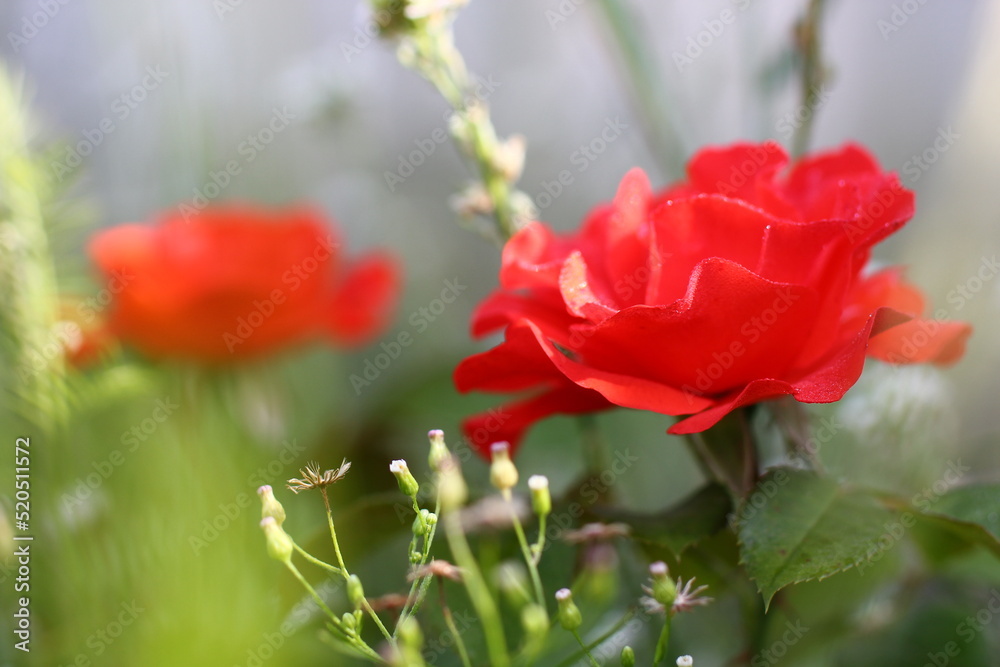 scarlet roses with wildflowers in a misty haze	