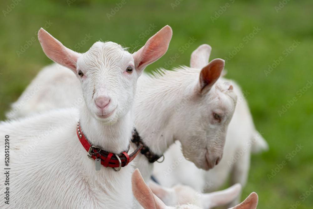Fototapeta premium 可愛いヤギ