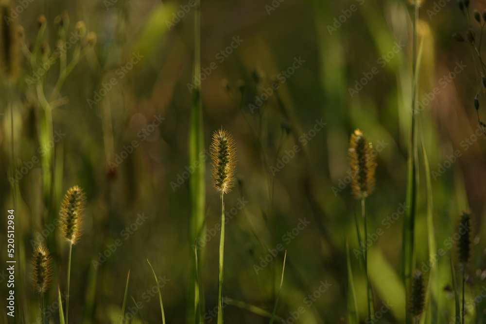 SUMMER LANDSCAPE - Wild plants blooming in the green meadow
