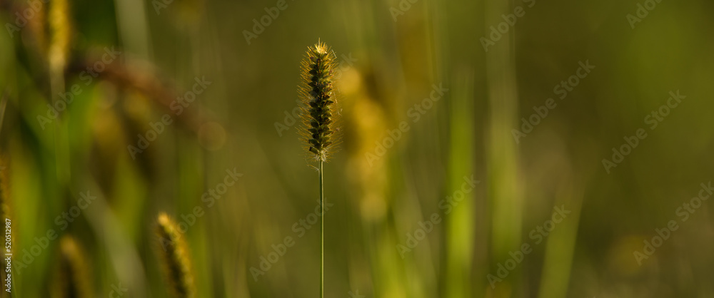 SUMMER LANDSCAPE - Wild plants blooming in the green meadow