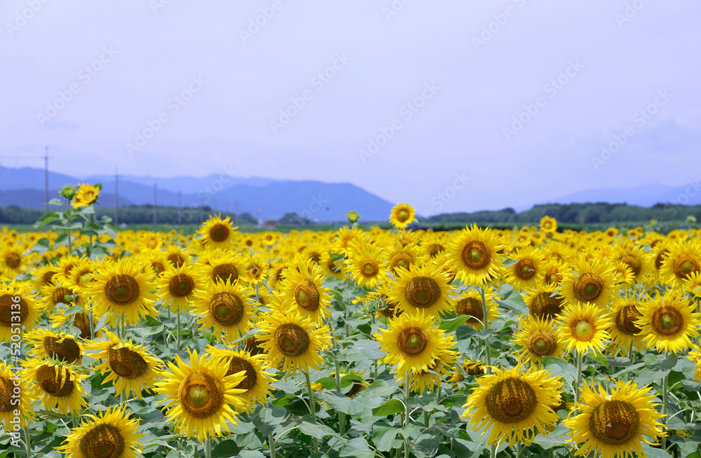 Obraz premium ひまわり,ヒマワリ,黄色,花,緑,