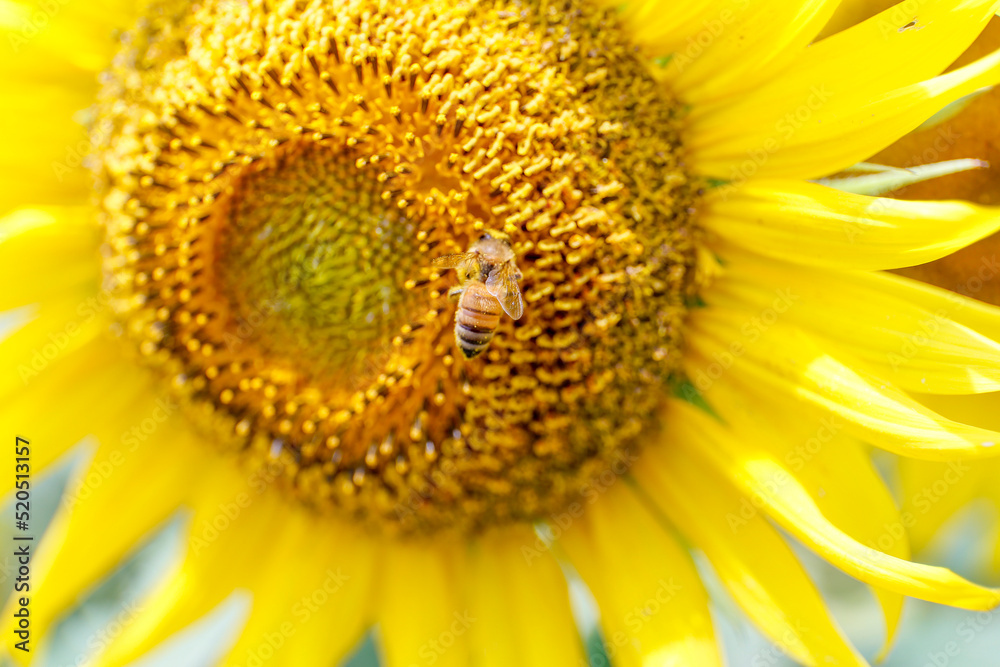 ひまわり,ヒマワリ,黄色,花,緑,蜂,ハチ,