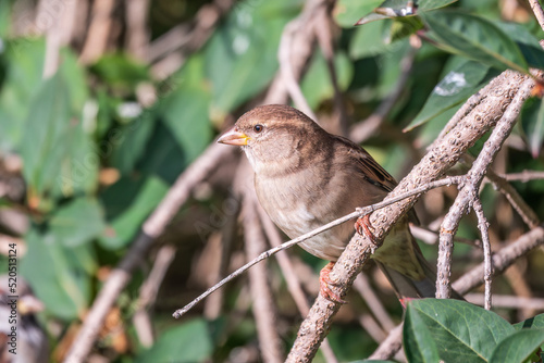 Sparrow sitting on a green branch in autumn. Sparrow with playful poise on branch in autumn or summer