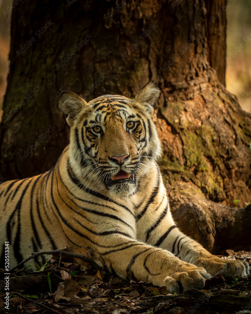 Fototapeta premium Indian wild bengal male tiger portrait or closeup in morning jungle safari or drive at bandhavgarh national park or tiger reserve madhya pradesh india asia - panthera tigris tigris