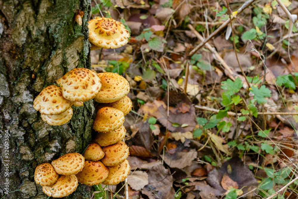 Pholiota aurivella mushrooms on a birch tree in the autumn forest. Pholiota aurivella mushrooms on a birch tree in the autumn forest.