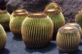 Green round prickly cacti on black volcanic soil ,Lanzarote, Canary Islands, Spain