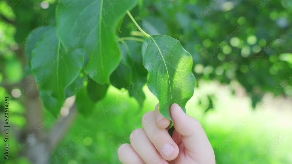 The baby is holding a leaf of a tree The baby is holding a leaf of a tree