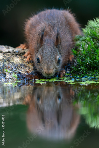 Beautiful juvenile baby red squirrel (Sciurus vulgaris) drinking water in a pool in the forest of Noord Brabant in the Netherlands.                                             