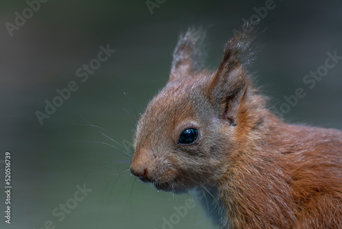Portrait of a beautiful juvenile baby red squirrel (Sciurus vulgaris) in the forest of Noord Brabant in the Netherlands.        © Albert Beukhof