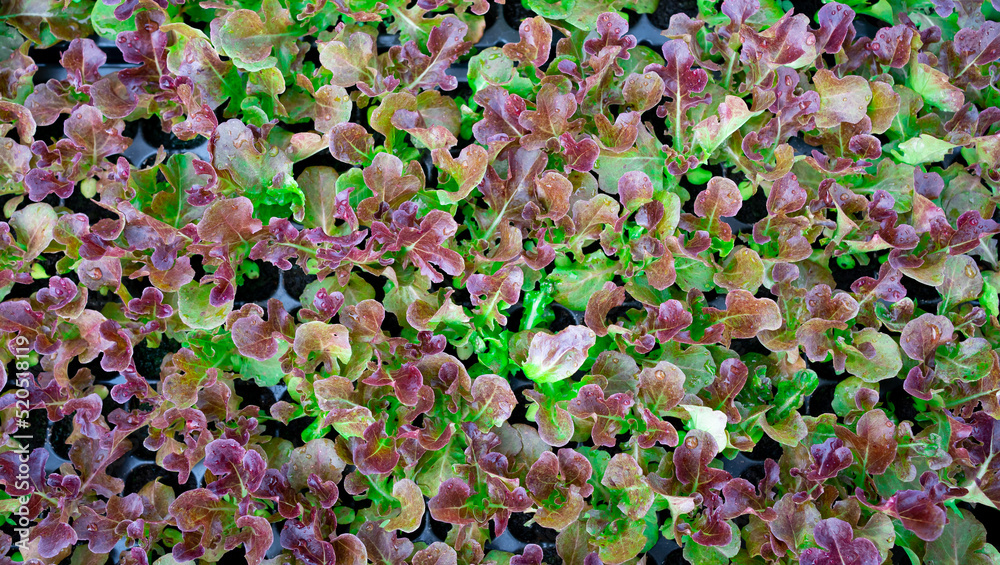 Fresh green and red coral salad growing in the garden. Organic vegetables farm. Top view. Vegetable background. Vegetable and healthy food concept. Fresh green and red coral salad growing in the garden. Organic vegetables farm. Top view. Vegetable background. Vegetable and healthy food concept.