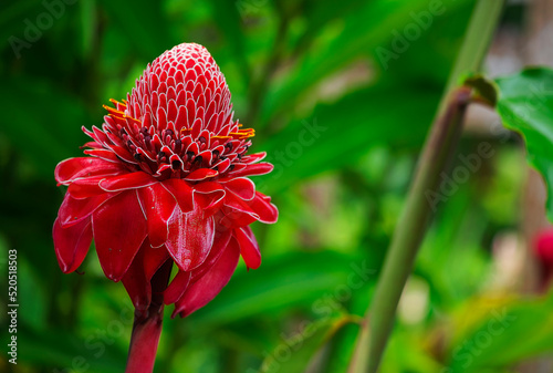 Fototapeta Naklejka Na Ścianę i Meble -  closeup of spectacular red flower