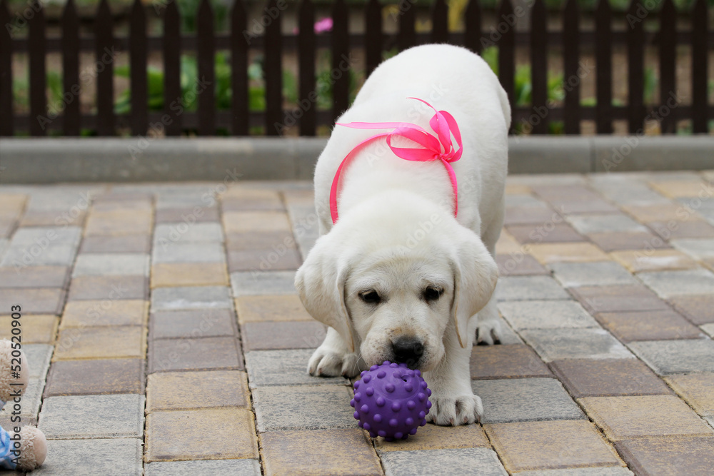 yellow labrador puppy in summer close up yellow labrador puppy in summer close up