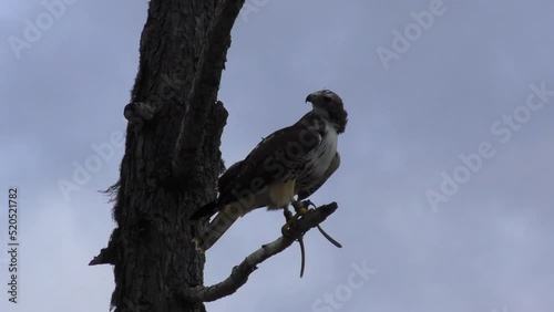 Red-tailed Hawk Perched On Tree Branch And Fly Away Against Cloudy Sky. low angle