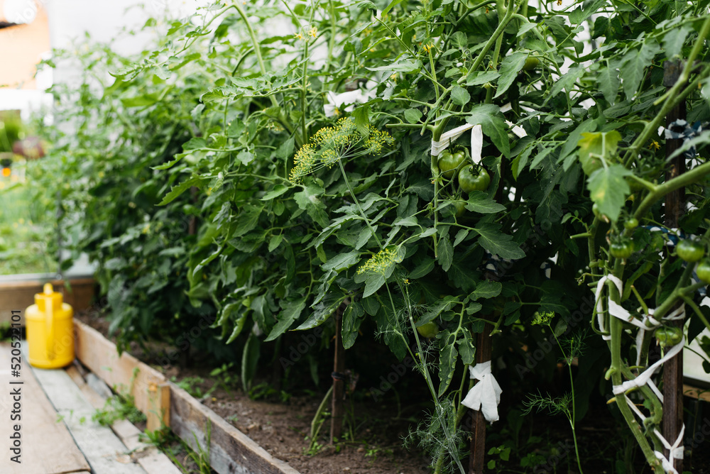 Row of tomatoes growing on garden bed in greenhouse. Unripe green eco-friendly vegetables, selective focus