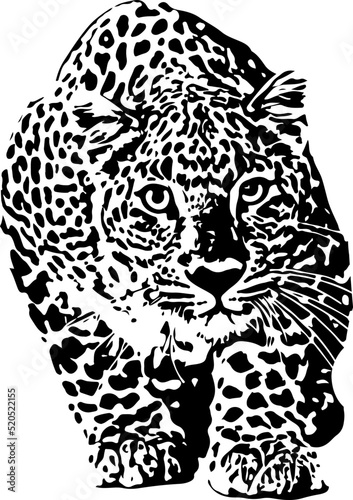 Silhouette of tiger, Sketch drawing of tiger, line art illustraiton of tiger