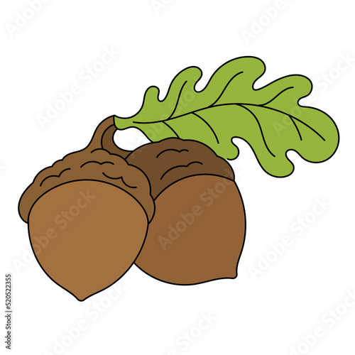 The acorn, or oaknut. Vector illustration. photo