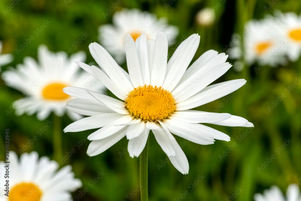 Obraz premium Leucanthemum x superbum a summer autumn fall flowering plant with a white summertime flower commonly known as Shasta daisy, stock photo image