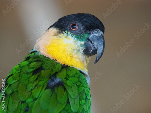 Papuga
