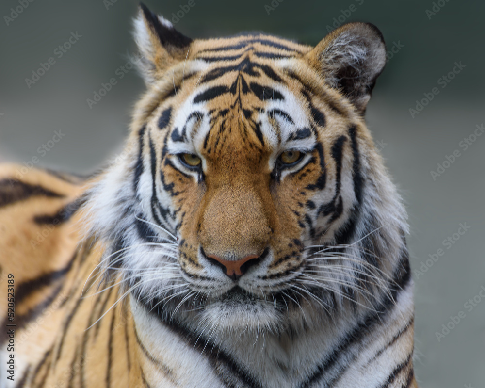 Fototapeta premium Siberian Tiger, Amur tiger. Portrait