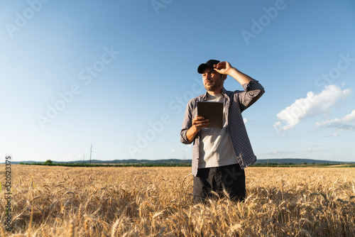 Farmer examines the field of cereals and sends data to the cloud from the tablet. Smart farming and digital agriculture.
