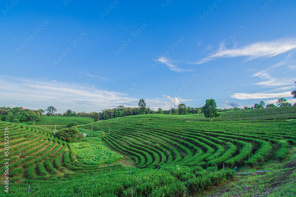 Beautiful scenery of Choui Fong Tea Plantation at Mae Chan, a tourist attraction in Chiang Rai in Thailand..
