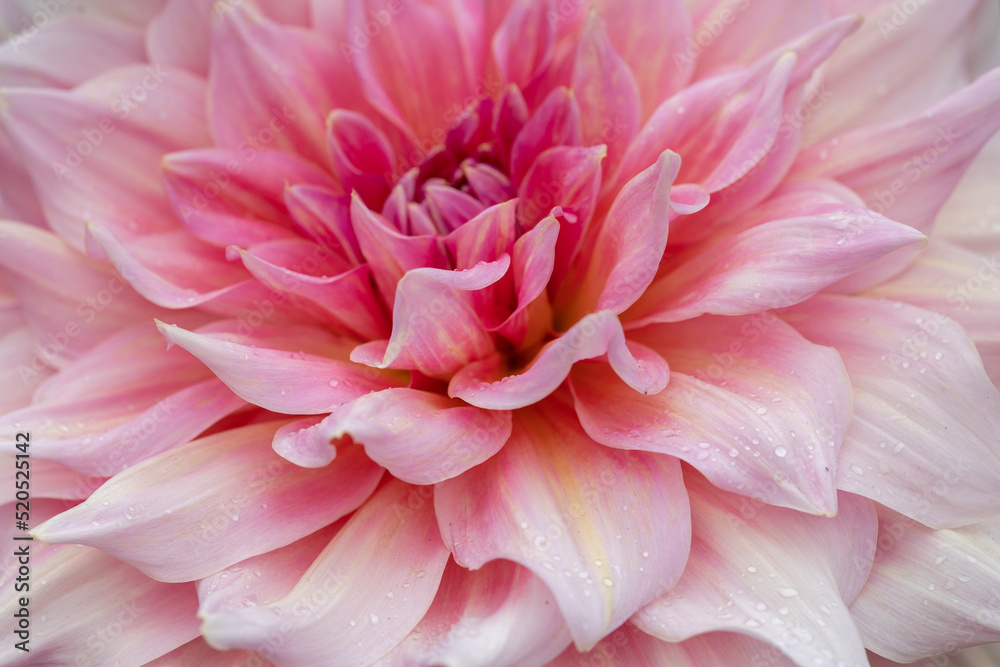 Giant flowering soft pink dahlia with water drops in the dutch garden, after the rain, close up macro Giant flowering soft pink dahlia with water drops in the dutch garden, after the rain, close up macro