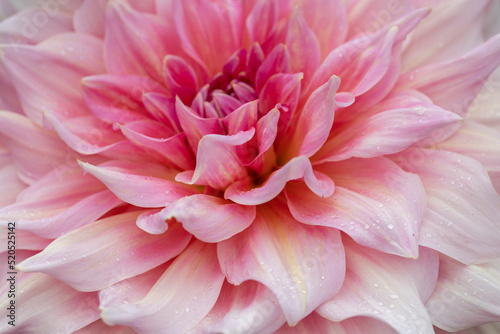 Giant flowering soft pink dahlia with water drops in the dutch garden, after the rain, close up macro